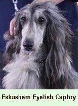 Eskashem Afghan hound