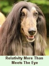 Eskashem Afghan hound