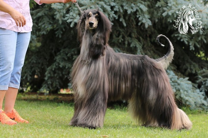 eskashem afghan dog