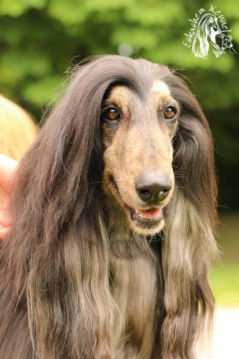 eskashem afghan dog
