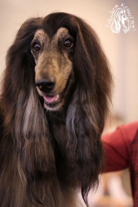 eskashem afghan dog