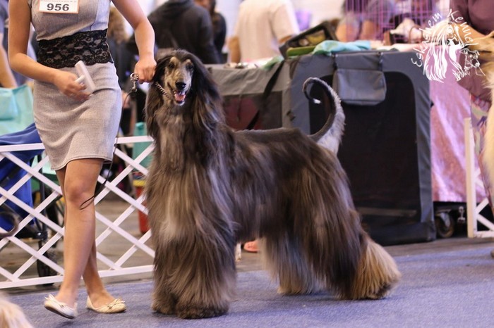 eskashem afghan dog