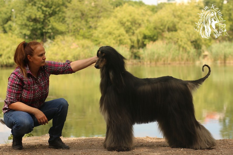 eskashem afghan dog