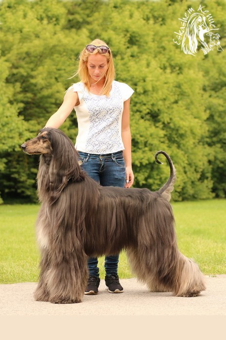 eskashem afghan dog