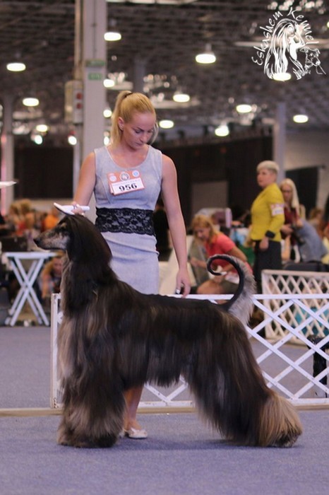 eskashem afghan dog