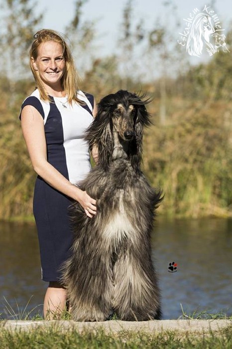 eskashem afghan dog