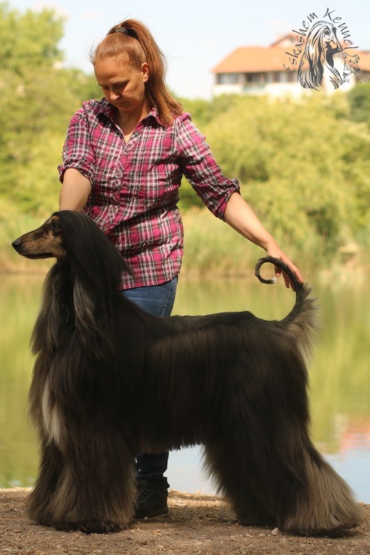 eskashem afghan dog