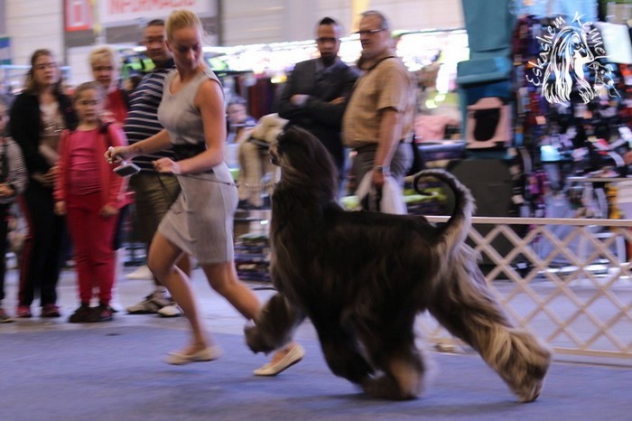 eskashem afghan dog
