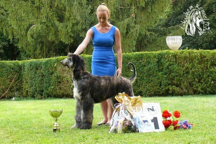 eskashem afghan dog