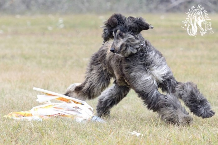 eskashem afghan dog