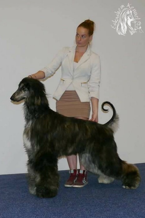 eskashem afghan dog