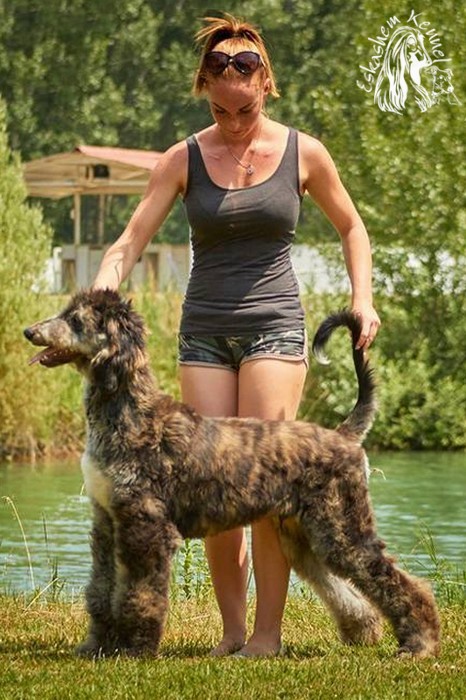 eskashem afghan dog