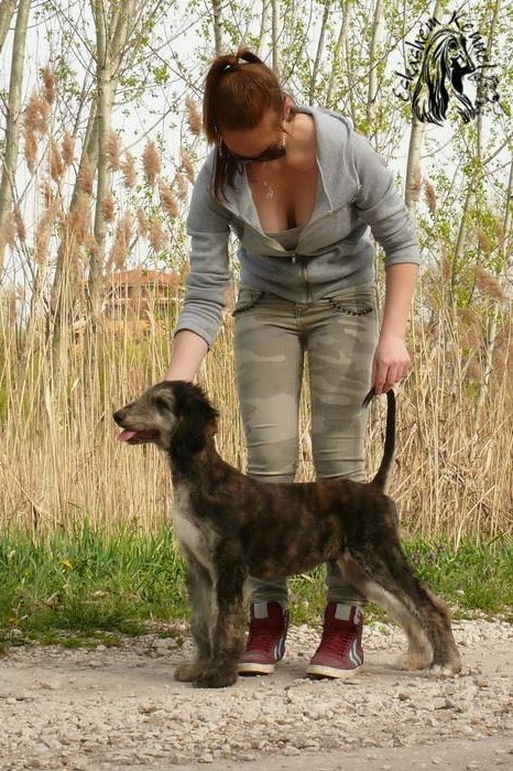 eskashem afghan dog