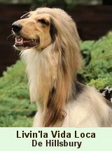 Eskashem Afghan hound