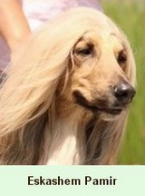 Eskashem Afghan hound