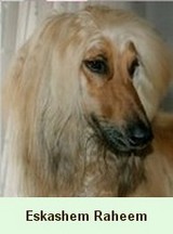 Eskashem Afghan hound
