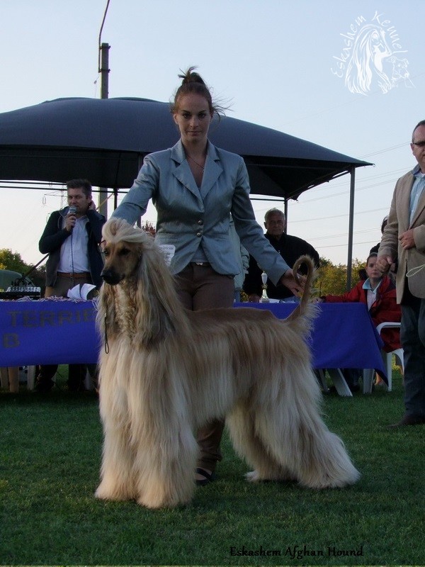 eskashem afghan dog