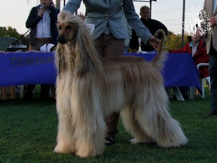 eskashem agárkennel