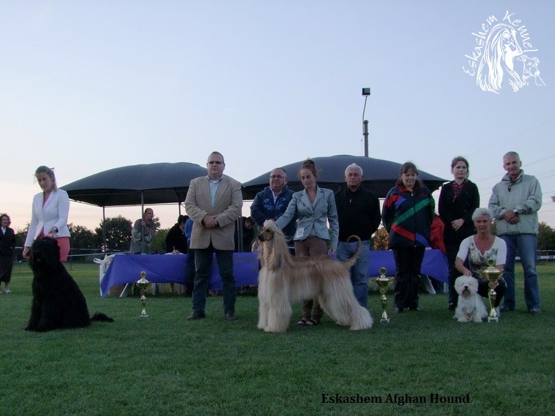 eskashem afghan dog