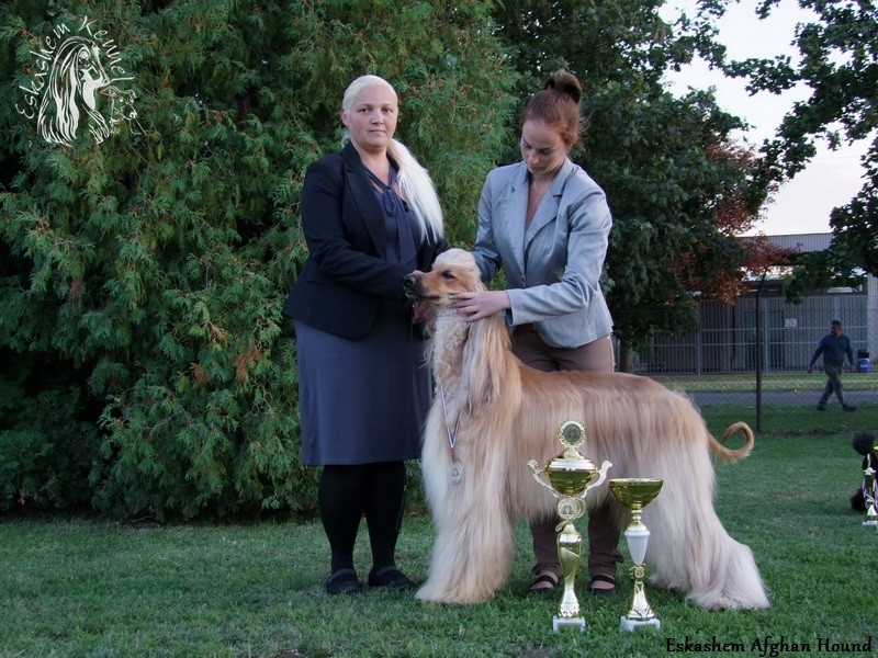 eskashem afghan dog