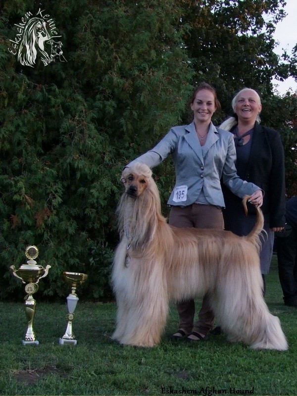 eskashem afghan dog