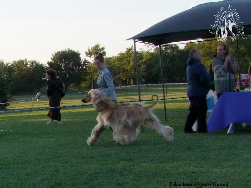 eskashem afghan dog