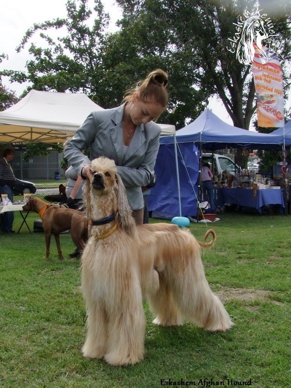 eskashem afghan dog