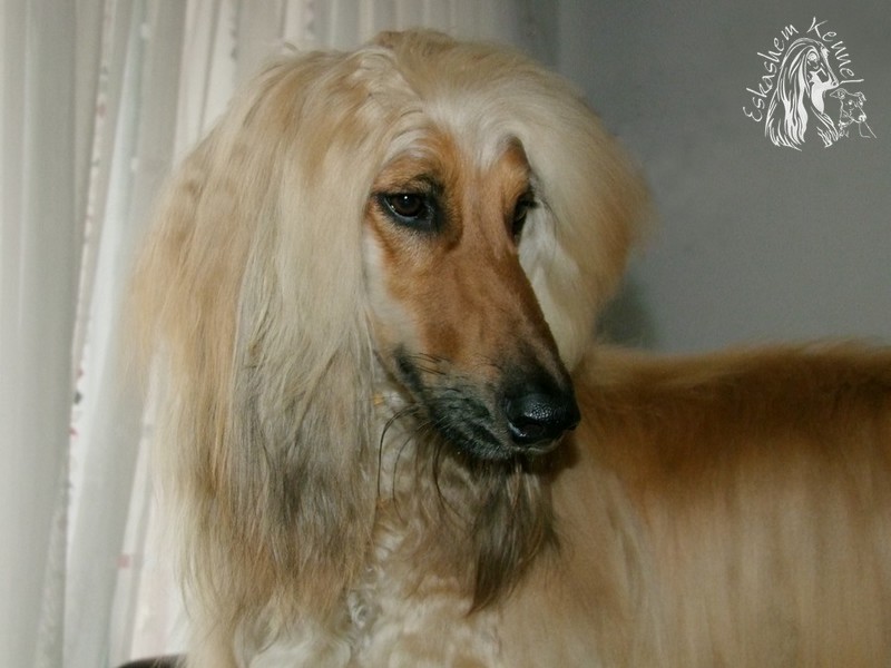 eskashem afghan dog
