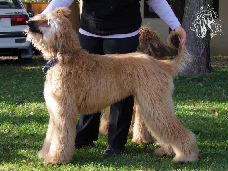 eskashem afghan dog
