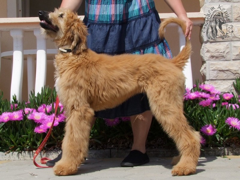 eskashem afghan dog