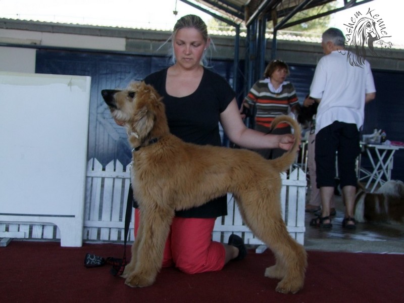 eskashem afghan dog