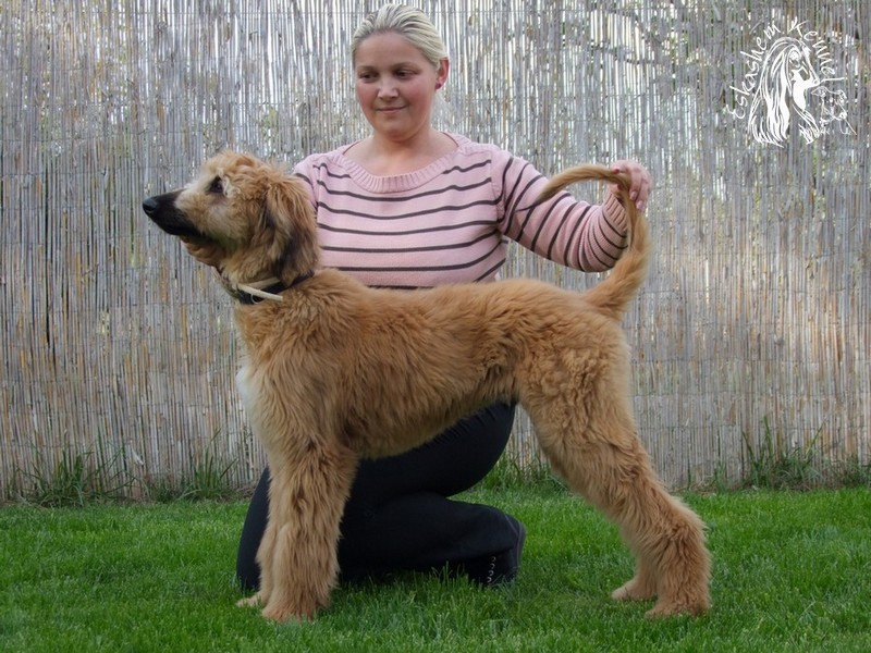 eskashem afghan dog