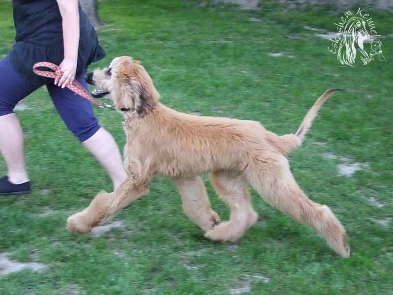eskashem afghan dog