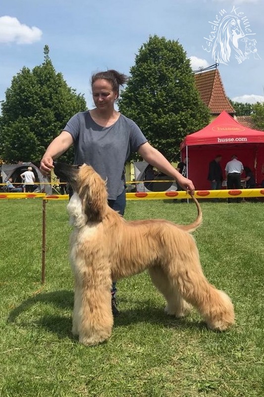 eskashem afghan dog