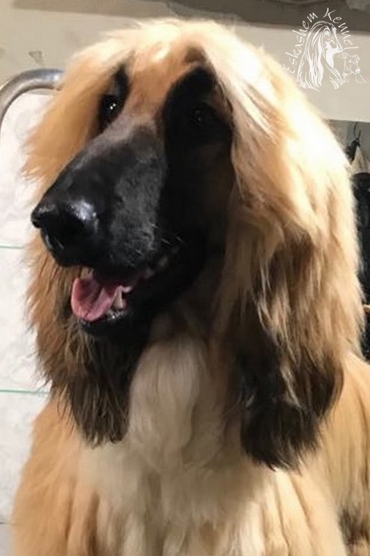 eskashem afghan dog