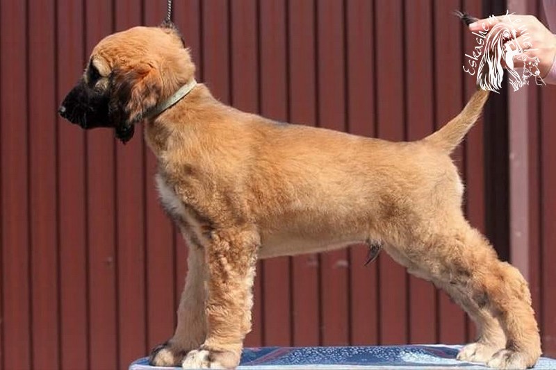 eskashem afghan dog