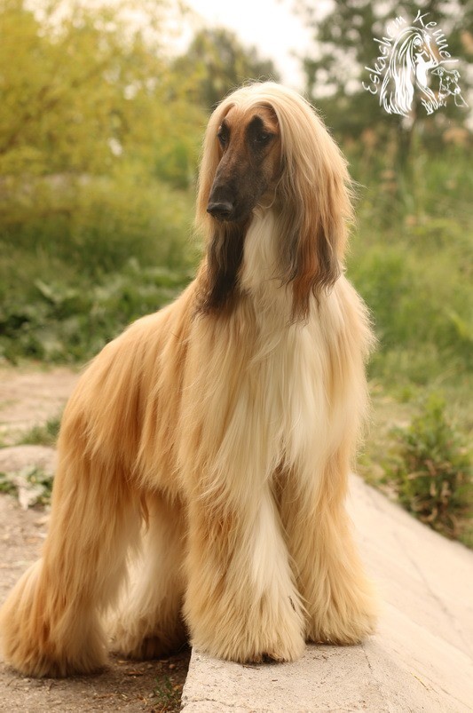 eskashem afghan dog