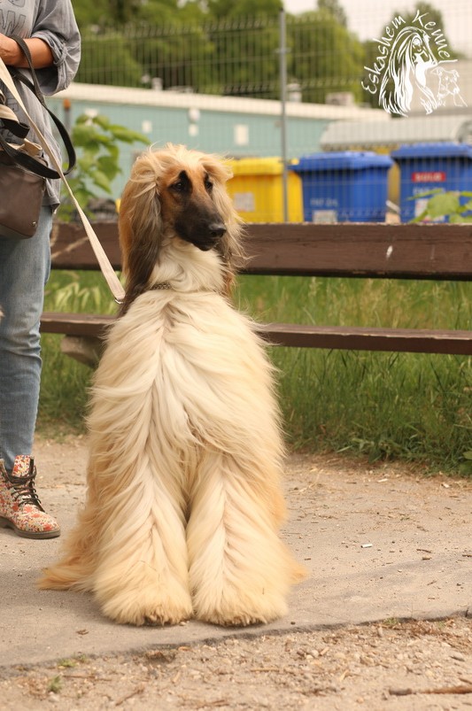 eskashem afghan dog