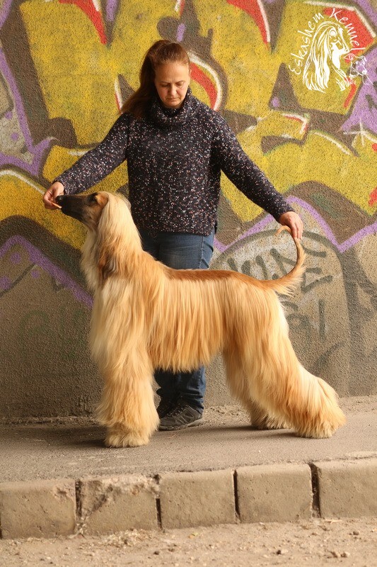 eskashem afghan dog