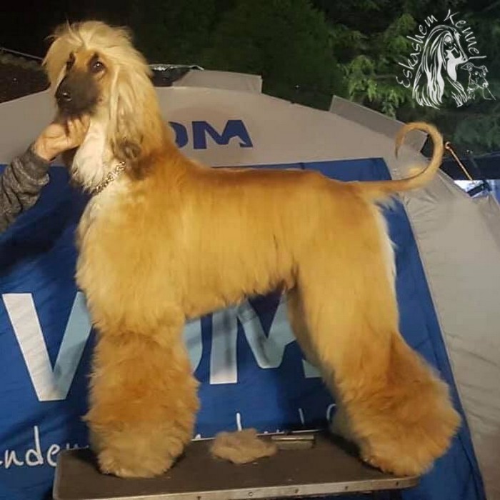 eskashem afghan dog