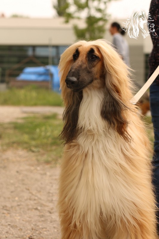 eskashem afghan dog