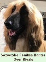 Eskashem Afghan hound