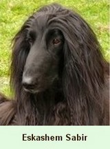 Eskashem Afghan hound
