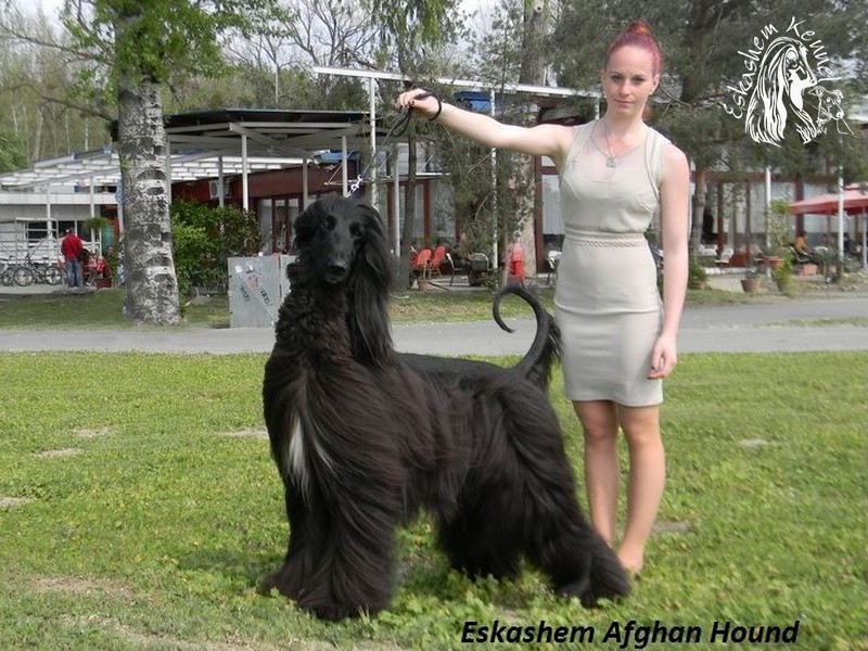 eskashem agárkennel