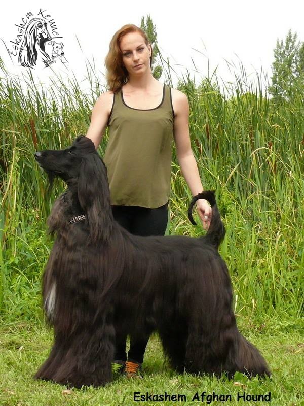 eskashem afghan dog