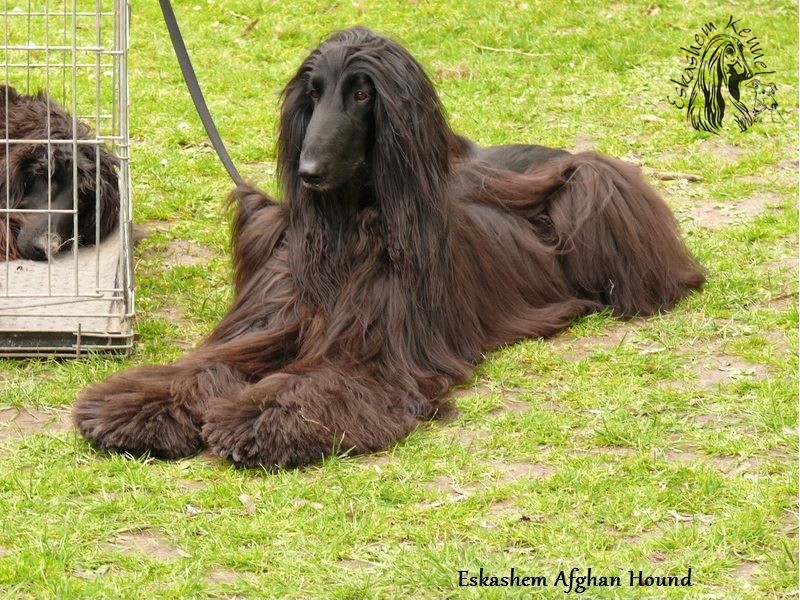 eskashem afghan dog