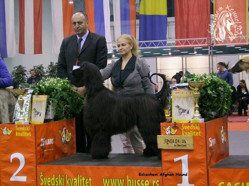 eskashem afghan dog