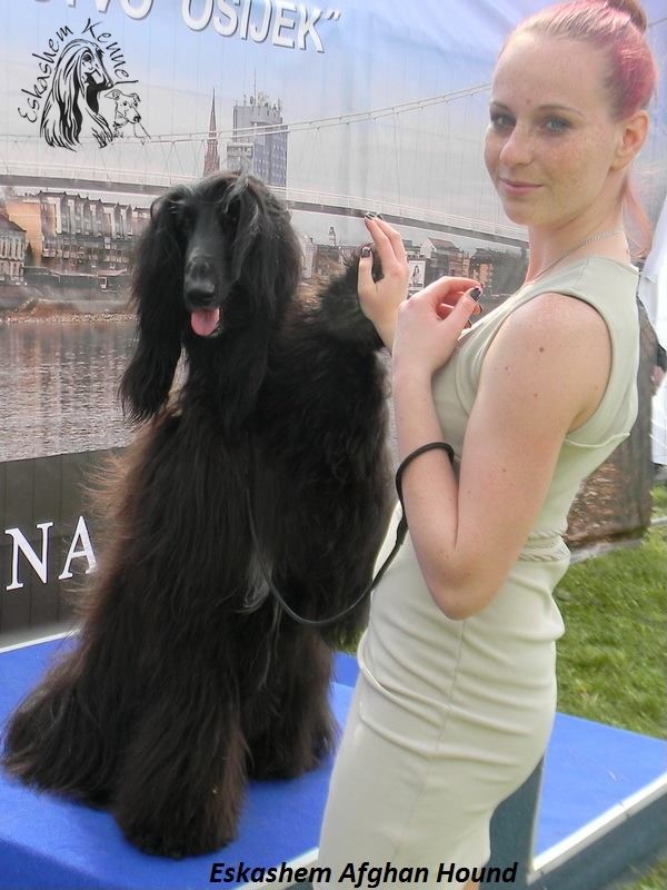 eskashem afghan dog