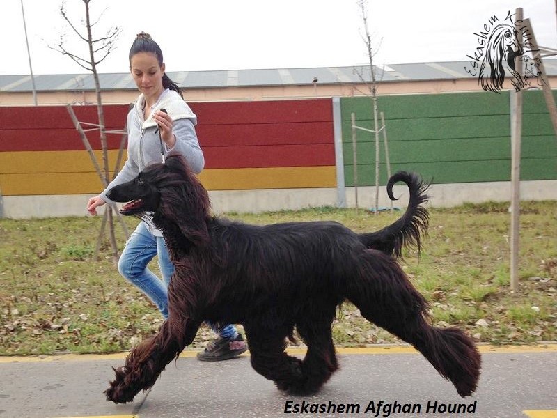 eskashem afghan dog