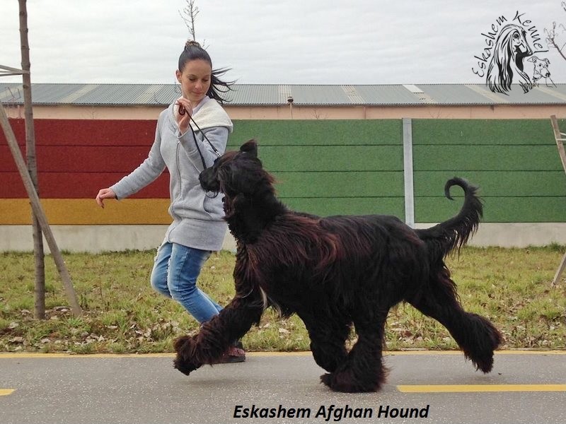 eskashem afghan dog